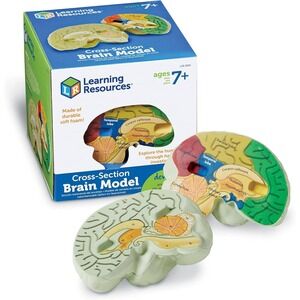 Learning Resources Cross-Section Brain Model, Ages 7+, STEM Educational Toy